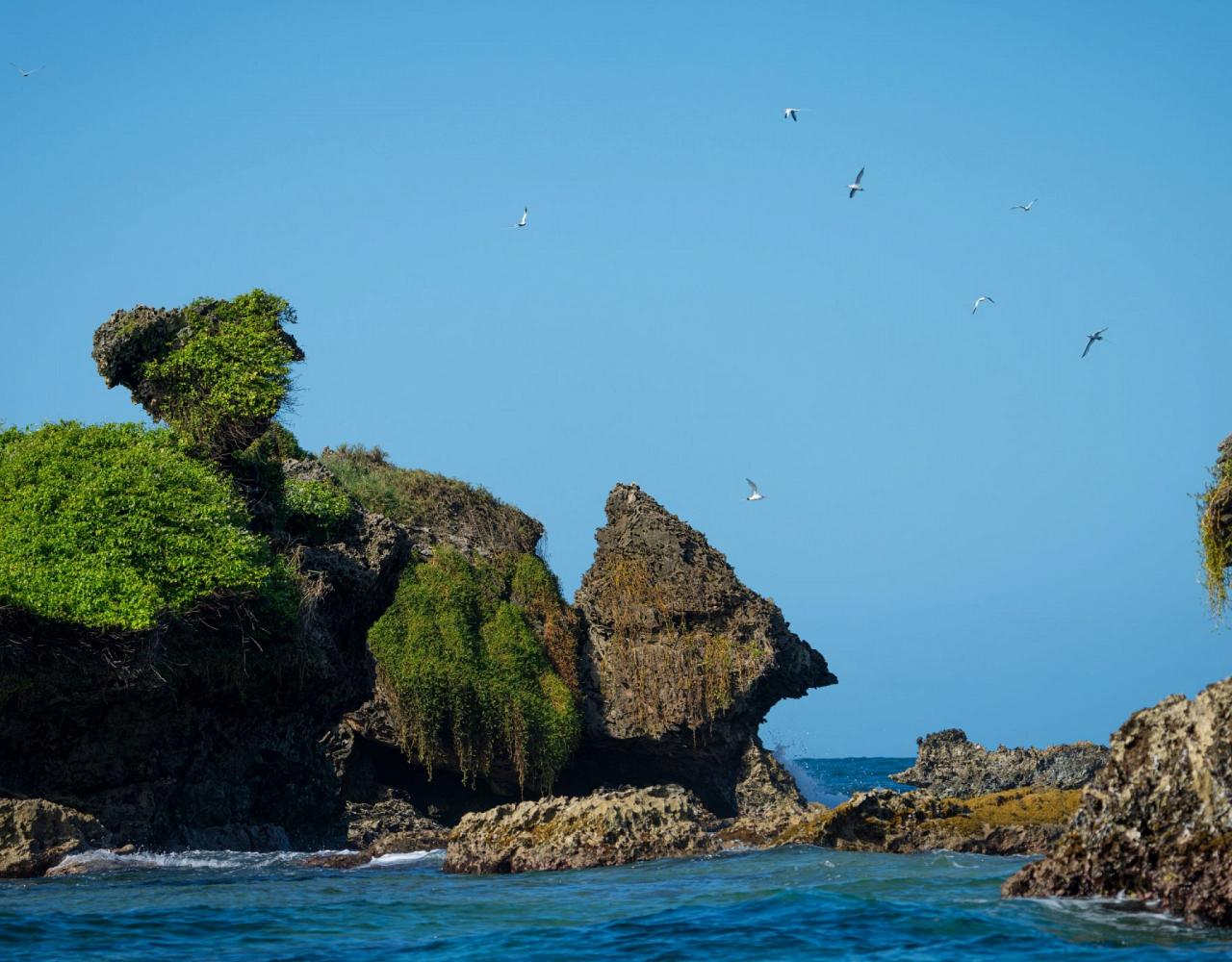 Birding Panama, Bird watching Panama, Panama Nature Tour, Naturalist Journeys, Wildlife Tour, Wildlife Photography, Ecotourism, Specialty Birds, Birding Hotspot