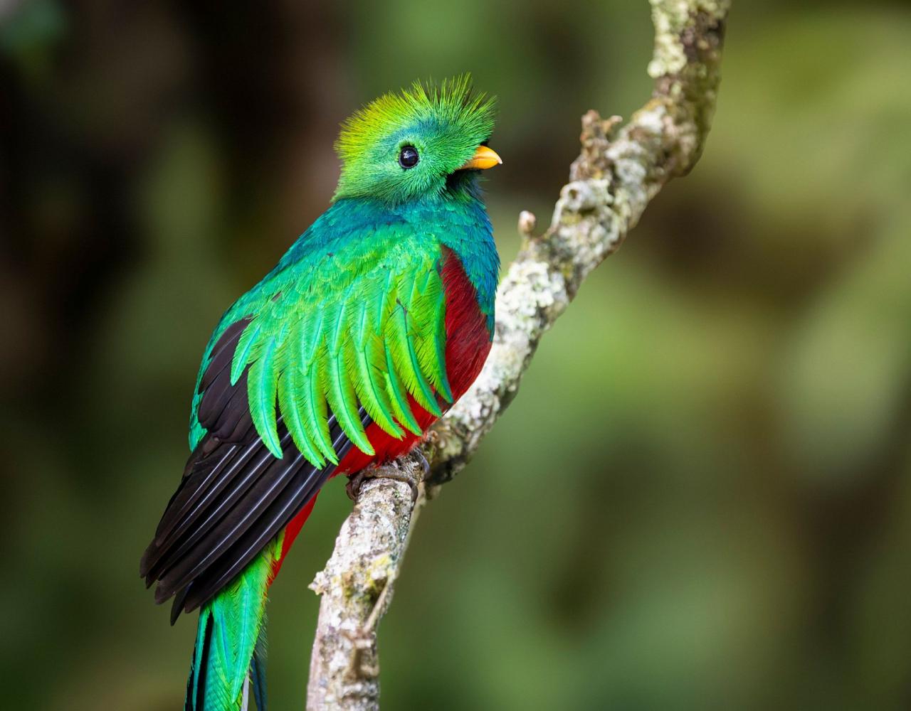 Birding Panama, Bird watching Panama, Panama Nature Tour, Naturalist Journeys, Wildlife Tour, Wildlife Photography, Ecotourism, Specialty Birds, Birding Hotspot