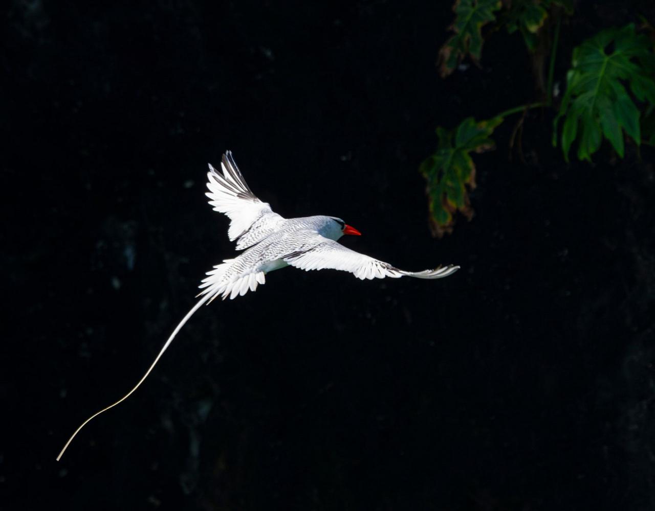 Birding Panama, Bird watching Panama, Panama Nature Tour, Naturalist Journeys, Wildlife Tour, Wildlife Photography, Ecotourism, Specialty Birds, Birding Hotspot