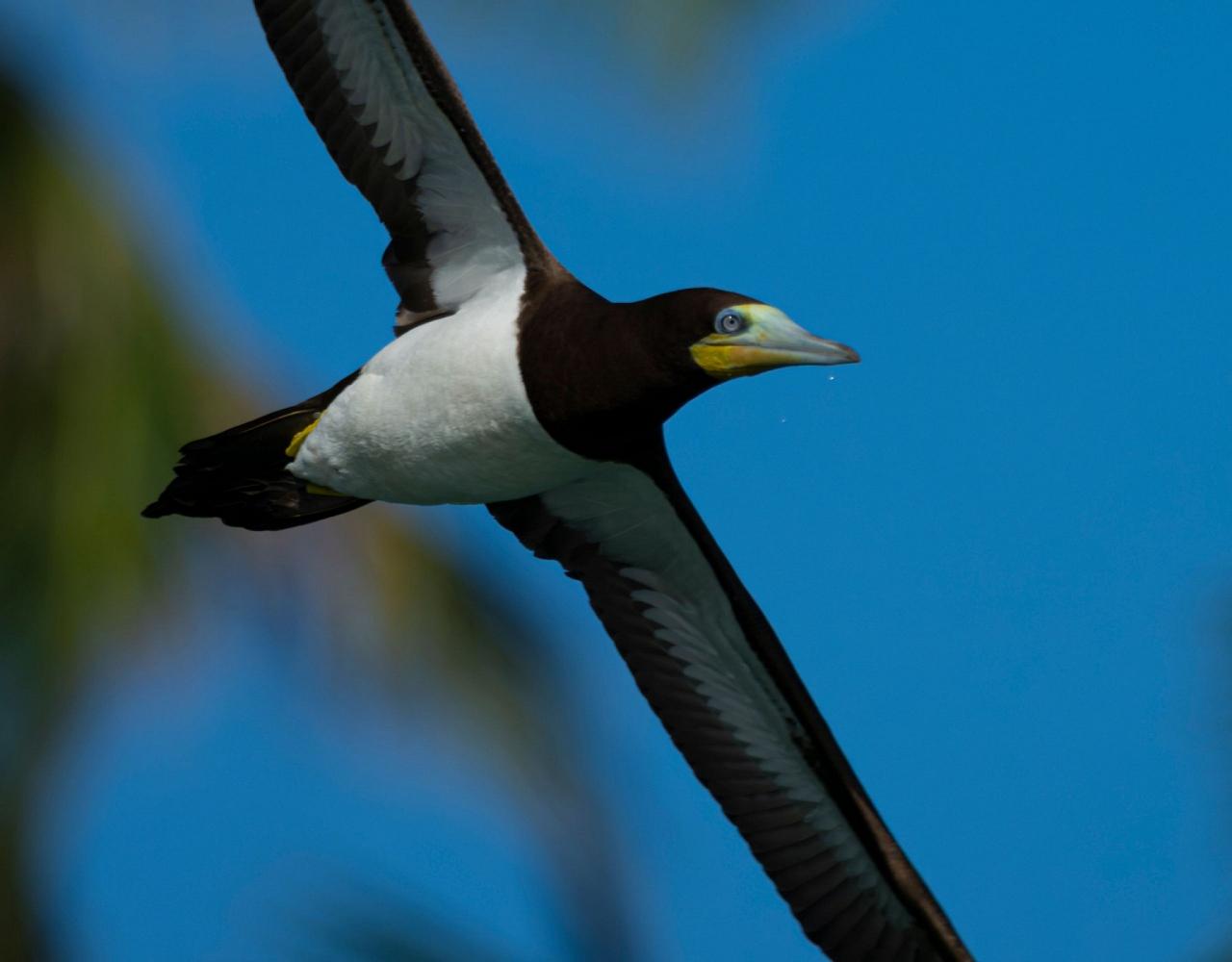 Birding Panama, Bird watching Panama, Panama Nature Tour, Naturalist Journeys, Wildlife Tour, Wildlife Photography, Ecotourism, Specialty Birds, Birding Hotspot