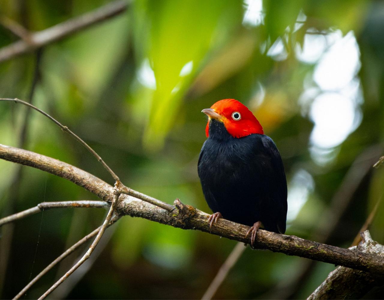 Birding Panama, Bird watching Panama, Panama Nature Tour, Naturalist Journeys, Wildlife Tour, Wildlife Photography, Ecotourism, Specialty Birds, Birding Hotspot
