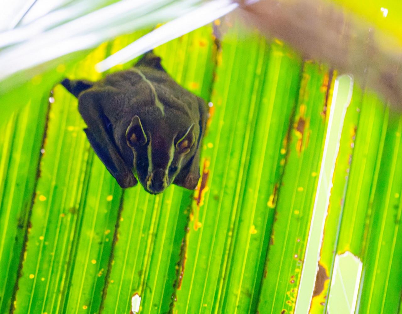 Birding Panama, Bird watching Panama, Panama Nature Tour, Naturalist Journeys, Wildlife Tour, Wildlife Photography, Ecotourism, Specialty Birds, Birding Hotspot