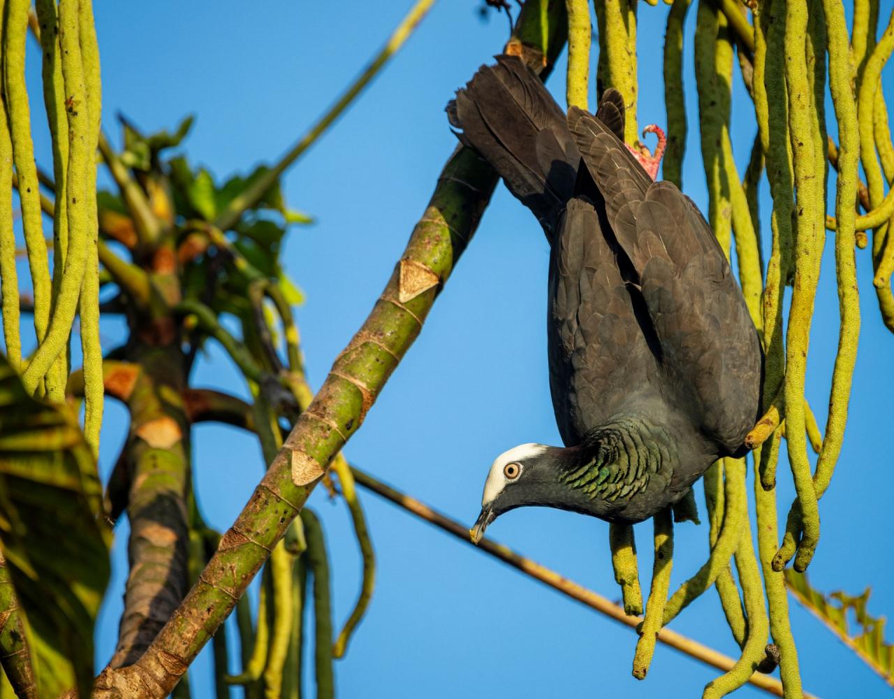 Birding Panama, Bird watching Panama, Panama Nature Tour, Naturalist Journeys, Wildlife Tour, Wildlife Photography, Ecotourism, Specialty Birds, Birding Hotspot