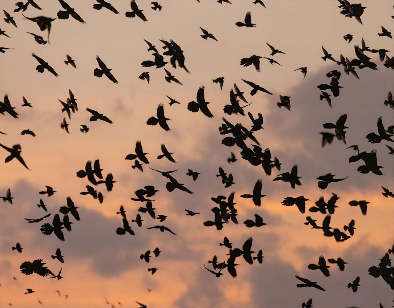 birding texas