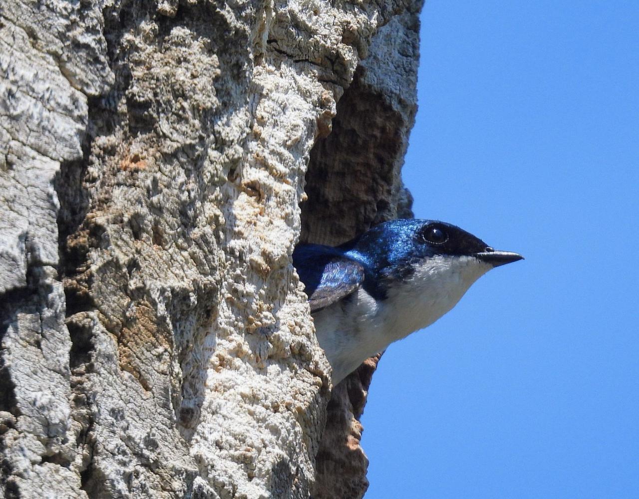 Birding Canada, Bird Watching Canada, Birding North America, Naturalist Journeys, Wildlife Tour, Wildlife Photography, Ecotourism, Specialty Birds, Endemic Birds, Birding Hotspot, Banff National Park