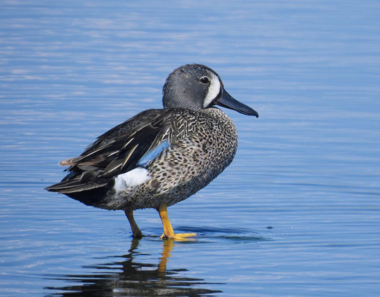Birding Canada, Bird Watching Canada, Birding North America, Naturalist Journeys, Wildlife Tour, Wildlife Photography, Ecotourism, Specialty Birds, Endemic Birds, Birding Hotspot, Banff National Park
