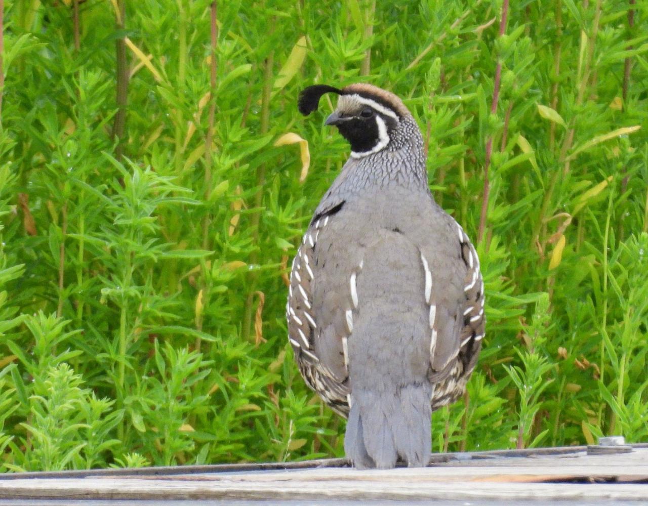 Birding Canada, Bird Watching Canada, Birding North America, Naturalist Journeys, Wildlife Tour, Wildlife Photography, Ecotourism, Specialty Birds, Endemic Birds, Birding Hotspot, Banff National Park