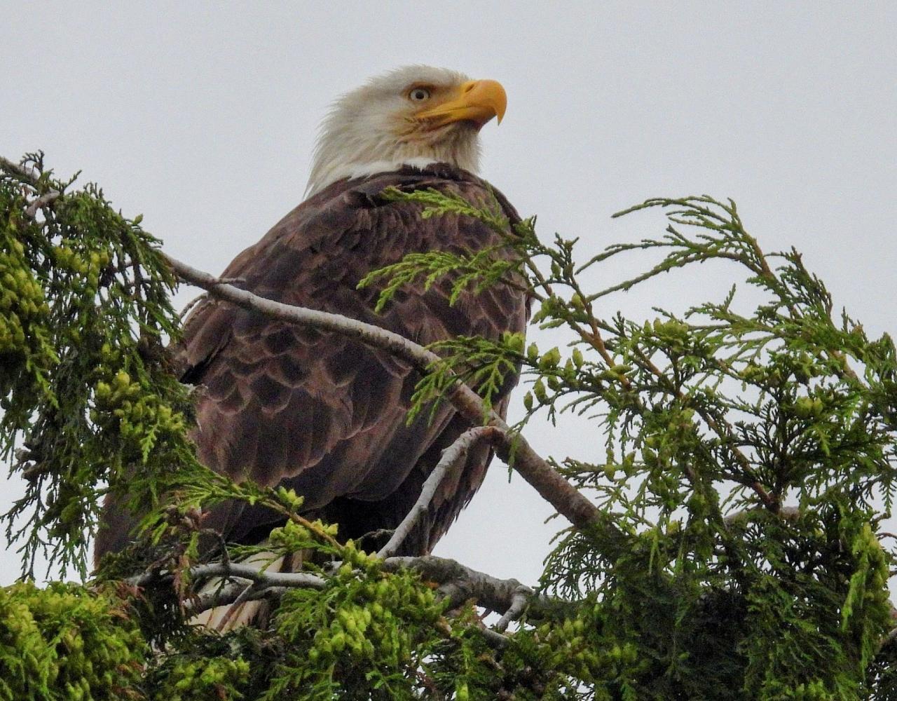 Birding Canada, Bird Watching Canada, Birding North America, Naturalist Journeys, Wildlife Tour, Wildlife Photography, Ecotourism, Specialty Birds, Endemic Birds, Birding Hotspot, Banff National Park