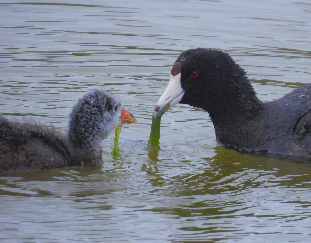 Birding Canada, Bird Watching Canada, Birding North America, Naturalist Journeys, Wildlife Tour, Wildlife Photography, Ecotourism, Specialty Birds, Endemic Birds, Birding Hotspot, Banff National Park