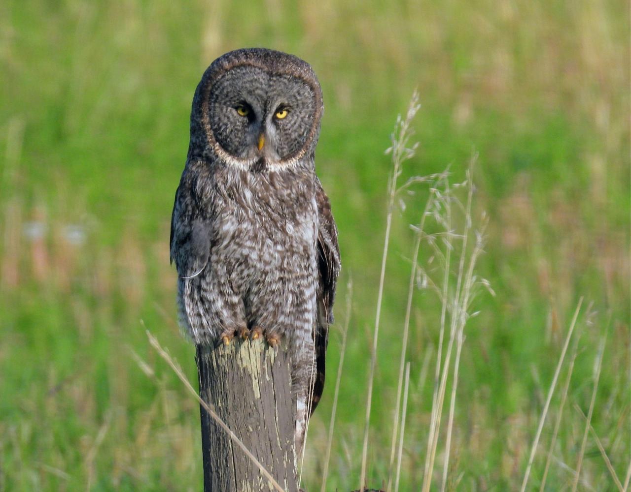 Birding Canada, Bird Watching Canada, Birding North America, Naturalist Journeys, Wildlife Tour, Wildlife Photography, Ecotourism, Specialty Birds, Endemic Birds, Birding Hotspot, Banff National Park