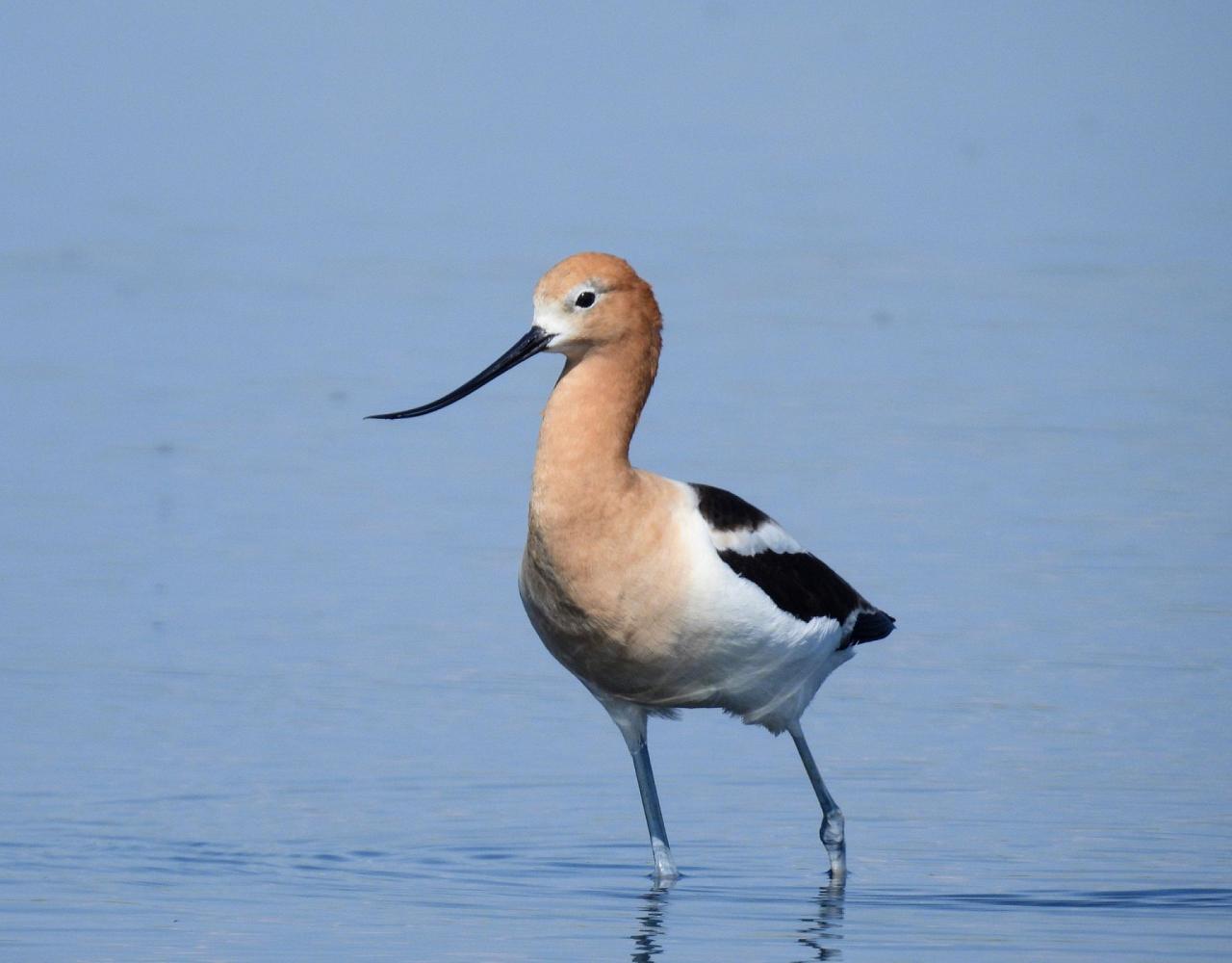 Birding Canada, Bird Watching Canada, Birding North America, Naturalist Journeys, Wildlife Tour, Wildlife Photography, Ecotourism, Specialty Birds, Endemic Birds, Birding Hotspot, Banff National Park