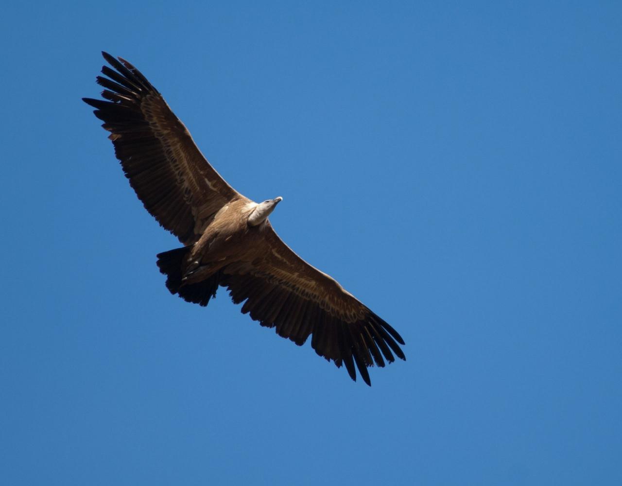 Birding Spain, Bird Watching Spain, European Birds, Naturalist Journeys, Wildlife Tour, Wildlife Photography, Ecotourism, Specialty Birds, Endemic Birds, Birding Hotspot