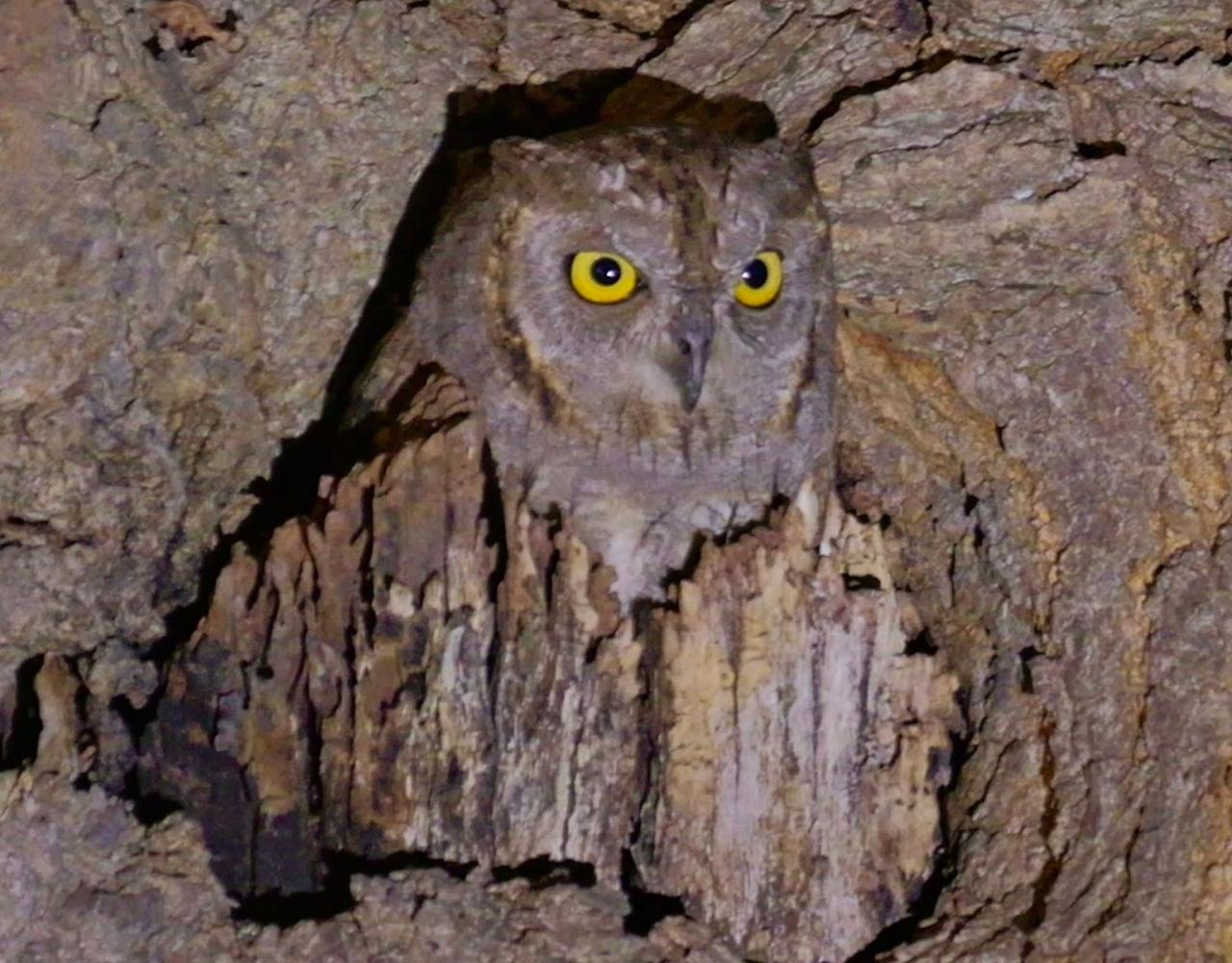 Birding Spain, Bird Watching Spain, European Birds, Naturalist Journeys, Wildlife Tour, Wildlife Photography, Ecotourism, Specialty Birds, Endemic Birds, Birding Hotspot