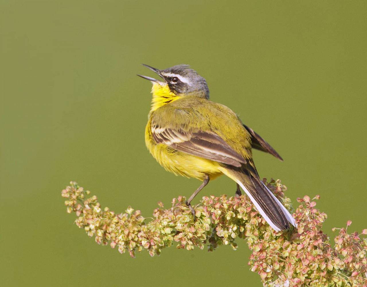 Birding Spain, Bird Watching Spain, European Birds, Naturalist Journeys, Wildlife Tour, Wildlife Photography, Ecotourism, Specialty Birds, Endemic Birds, Birding Hotspot