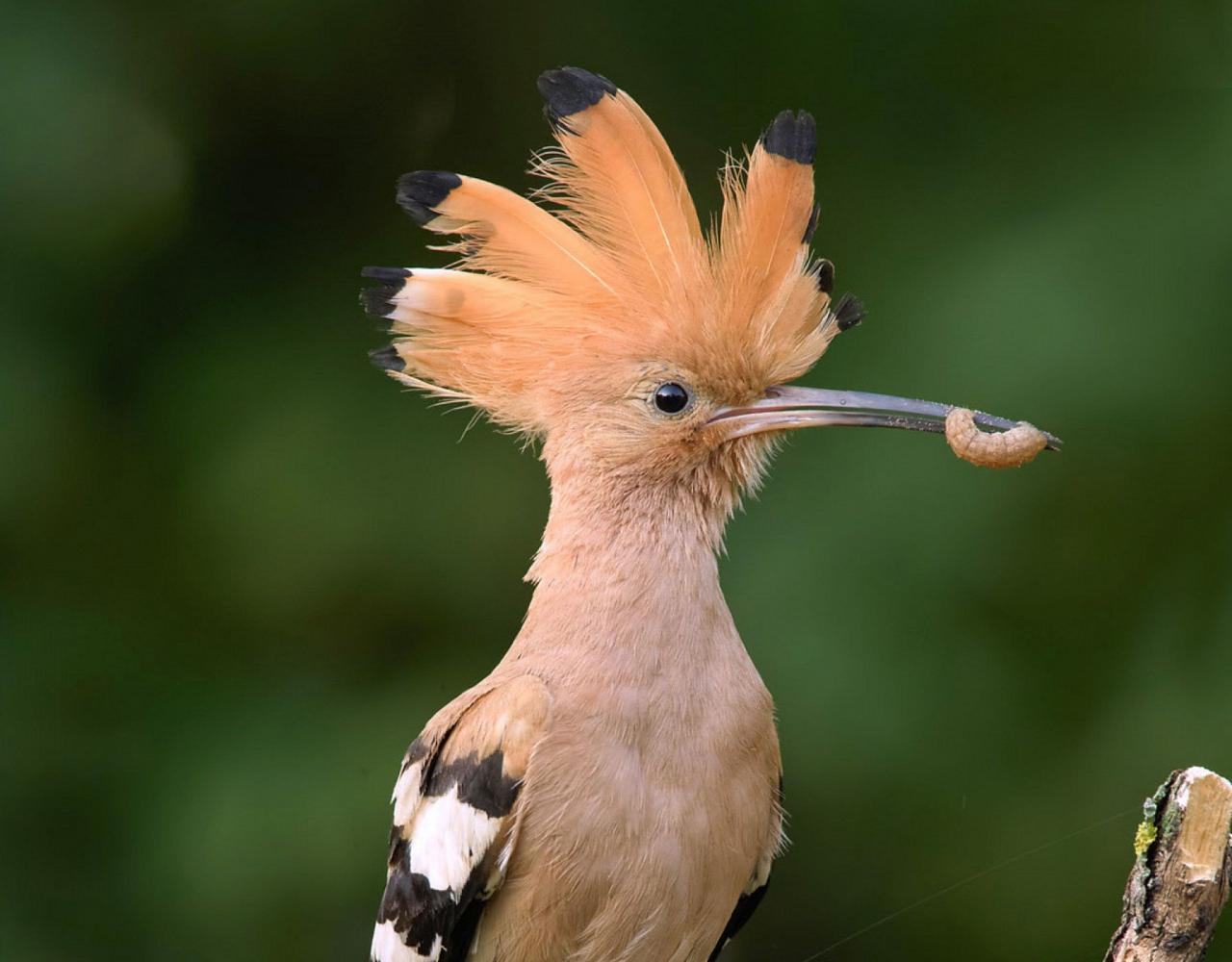 Birding Spain, Bird Watching Spain, European Birds, Naturalist Journeys, Wildlife Tour, Wildlife Photography, Ecotourism, Specialty Birds, Endemic Birds, Birding Hotspot