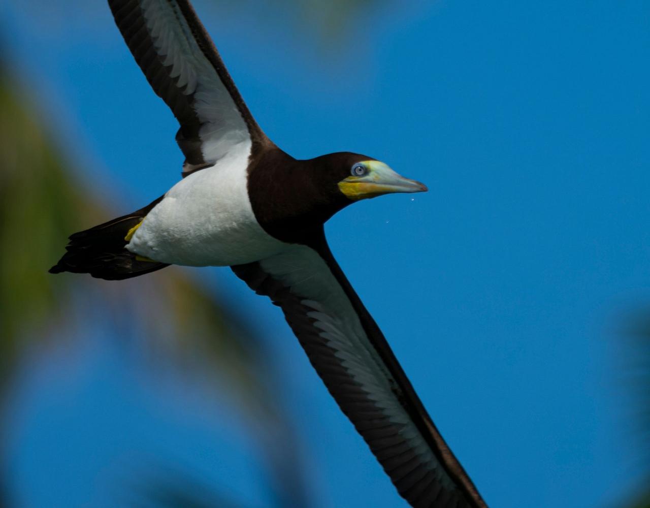 birding the lesser antilles, 