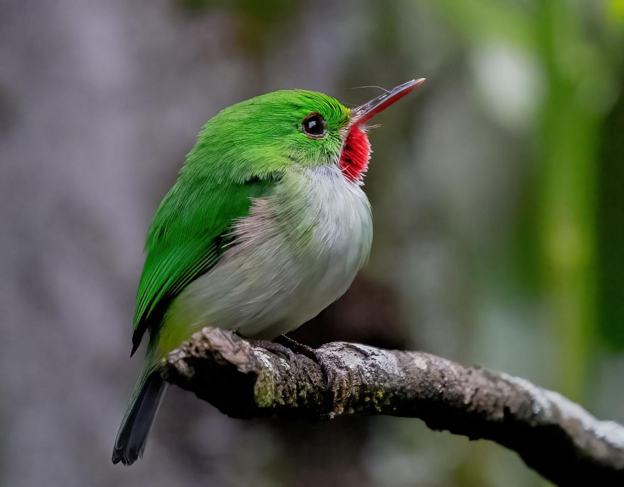 Birding jamaica