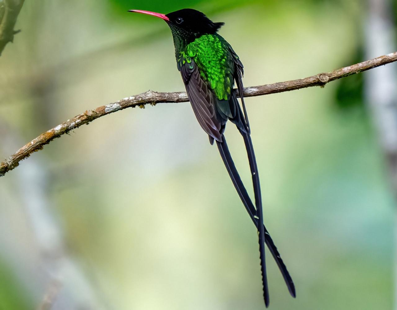 Birding jamaica