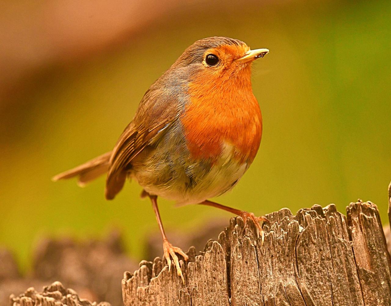 Birding Spain, Bird Watching Spain, European Birds, Naturalist Journeys, Wildlife Tour, Wildlife Photography, Ecotourism, Specialty Birds, Endemic Birds, Birding Hotspot