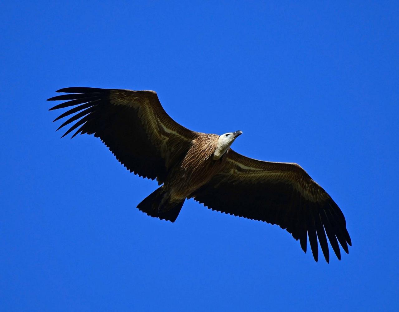Birding Spain, Bird Watching Spain, European Birds, Naturalist Journeys, Wildlife Tour, Wildlife Photography, Ecotourism, Specialty Birds, Endemic Birds, Birding Hotspot