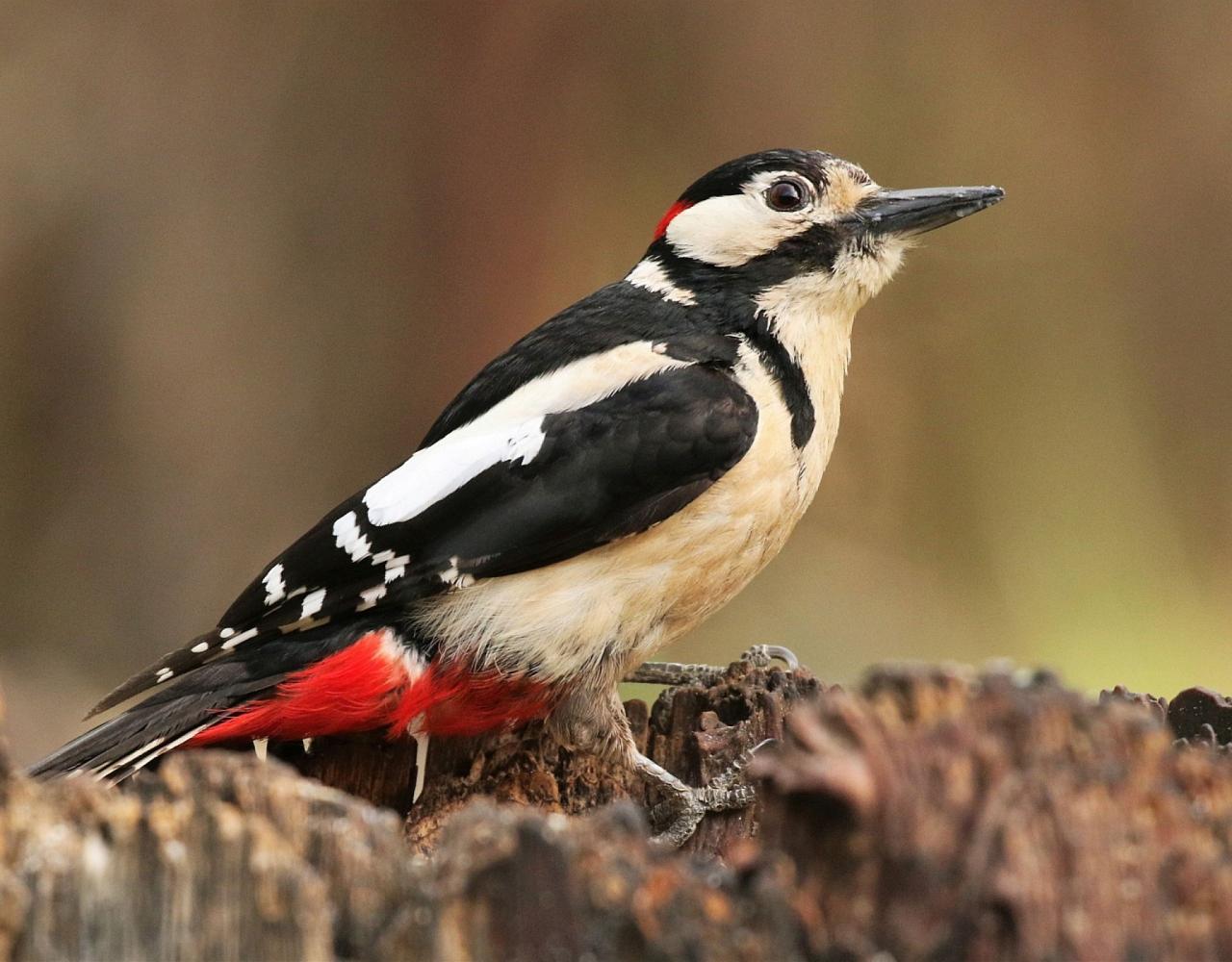 Birding Spain, Bird Watching Spain, European Birds, Naturalist Journeys, Wildlife Tour, Wildlife Photography, Ecotourism, Specialty Birds, Endemic Birds, Birding Hotspot