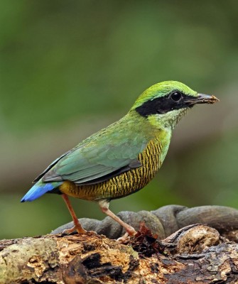 Birding Vietnam, Bird Watching Vietnam, Birding Asia, Naturalist Journeys, Wildlife Tour, Wildlife Photography, Ecotourism, Specialty Birds, Endemic Birds, Birding Hotspot, Cuc Phuong