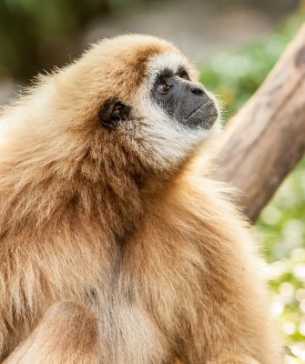 Birding Vietnam, Bird Watching Vietnam, Birding Asia, Naturalist Journeys, Wildlife Tour, Wildlife Photography, Ecotourism, Specialty Birds, Endemic Birds, Birding Hotspot, Cuc Phuong