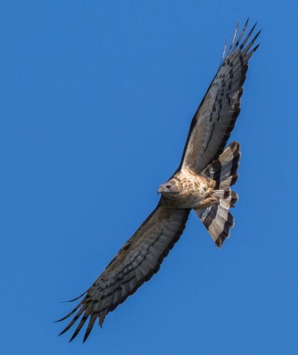 Birding Vietnam, Bird Watching Vietnam, Birding Asia, Naturalist Journeys, Wildlife Tour, Wildlife Photography, Ecotourism, Specialty Birds, Endemic Birds, Birding Hotspot, Cuc Phuong