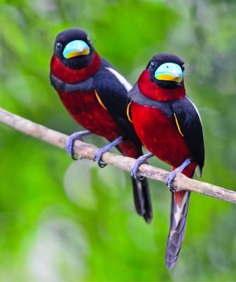 Birding Vietnam, Bird Watching Vietnam, Birding Asia, Naturalist Journeys, Wildlife Tour, Wildlife Photography, Ecotourism, Specialty Birds, Endemic Birds, Birding Hotspot, Cuc Phuong