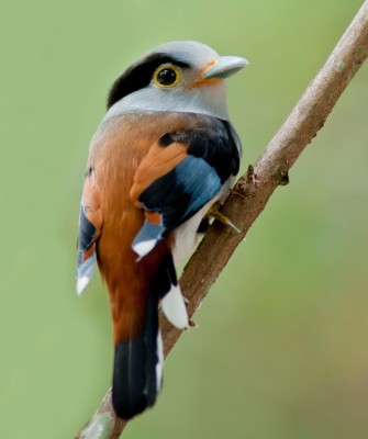 Birding Vietnam, Bird Watching Vietnam, Birding Asia, Naturalist Journeys, Wildlife Tour, Wildlife Photography, Ecotourism, Specialty Birds, Endemic Birds, Birding Hotspot, Cuc Phuong