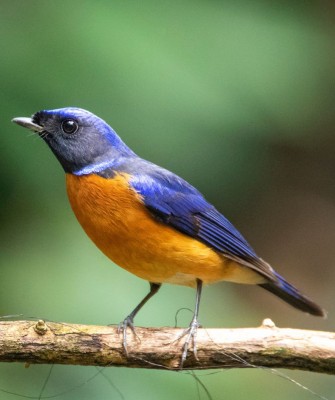 Birding Vietnam, Bird Watching Vietnam, Birding Asia, Naturalist Journeys, Wildlife Tour, Wildlife Photography, Ecotourism, Specialty Birds, Endemic Birds, Birding Hotspot, Cuc Phuong