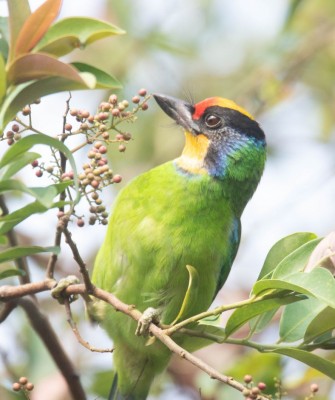 Birding Vietnam, Bird Watching Vietnam, Birding Asia, Naturalist Journeys, Wildlife Tour, Wildlife Photography, Ecotourism, Specialty Birds, Endemic Birds, Birding Hotspot, Cuc Phuong