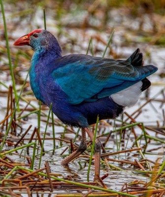 Birding Vietnam, Bird Watching Vietnam, Birding Asia, Naturalist Journeys, Wildlife Tour, Wildlife Photography, Ecotourism, Specialty Birds, Endemic Birds, Birding Hotspot, Cuc Phuong