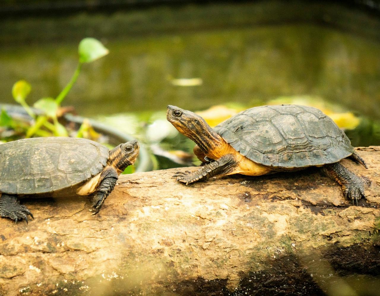 Birding Vietnam, Bird Watching Vietnam, Birding Asia, Naturalist Journeys, Wildlife Tour, Wildlife Photography, Ecotourism, Specialty Birds, Endemic Birds, Birding Hotspot, Cuc Phuong