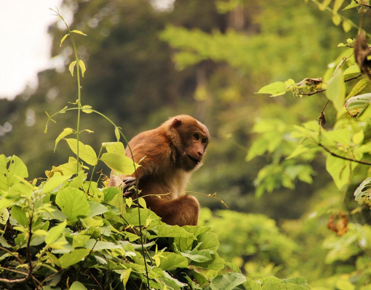 Birding Vietnam, Bird Watching Vietnam, Birding Asia, Naturalist Journeys, Wildlife Tour, Wildlife Photography, Ecotourism, Specialty Birds, Endemic Birds, Birding Hotspot, Cuc Phuong