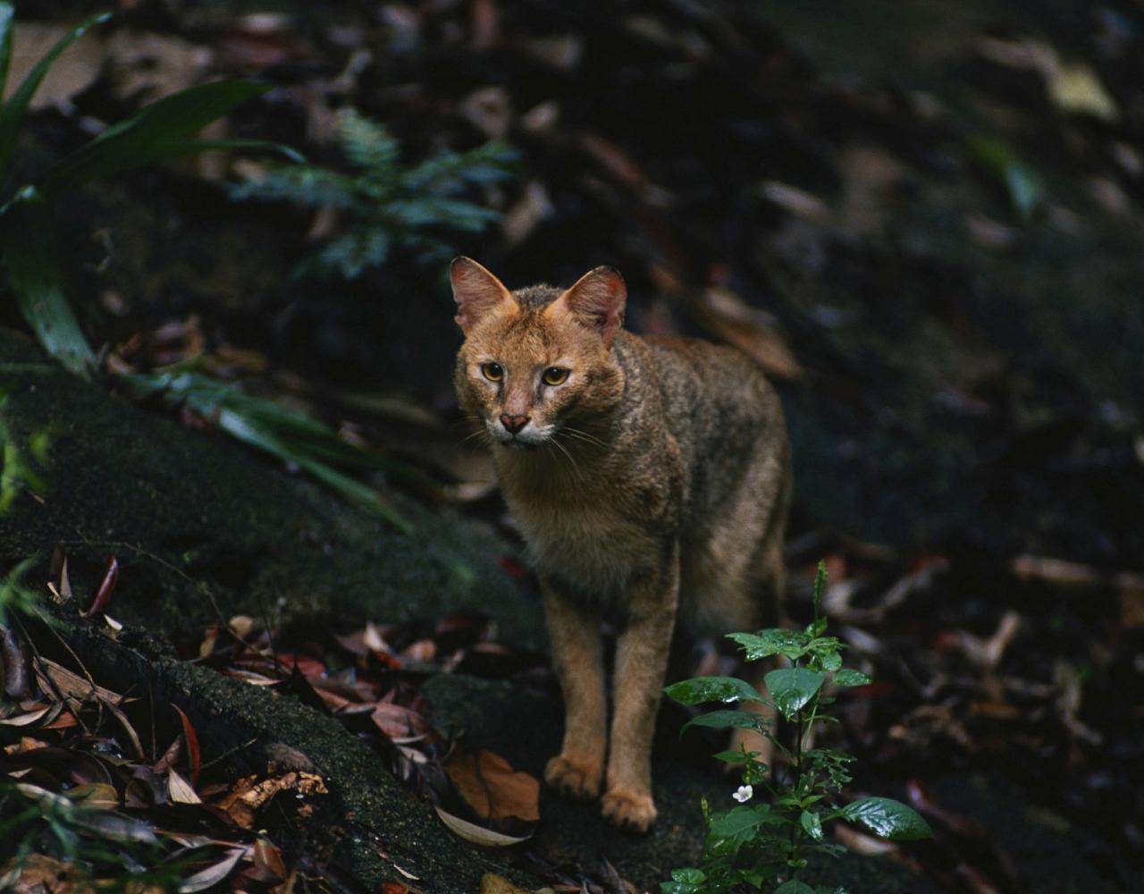 Birding Vietnam, Bird Watching Vietnam, Birding Asia, Naturalist Journeys, Wildlife Tour, Wildlife Photography, Ecotourism, Specialty Birds, Endemic Birds, Birding Hotspot, Cuc Phuong