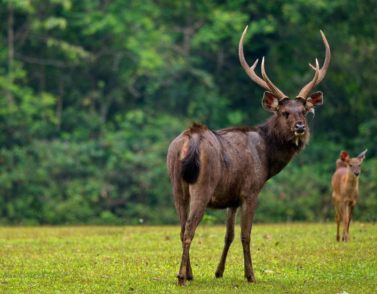 Birding Vietnam, Bird Watching Vietnam, Birding Asia, Naturalist Journeys, Wildlife Tour, Wildlife Photography, Ecotourism, Specialty Birds, Endemic Birds, Birding Hotspot, Cuc Phuong