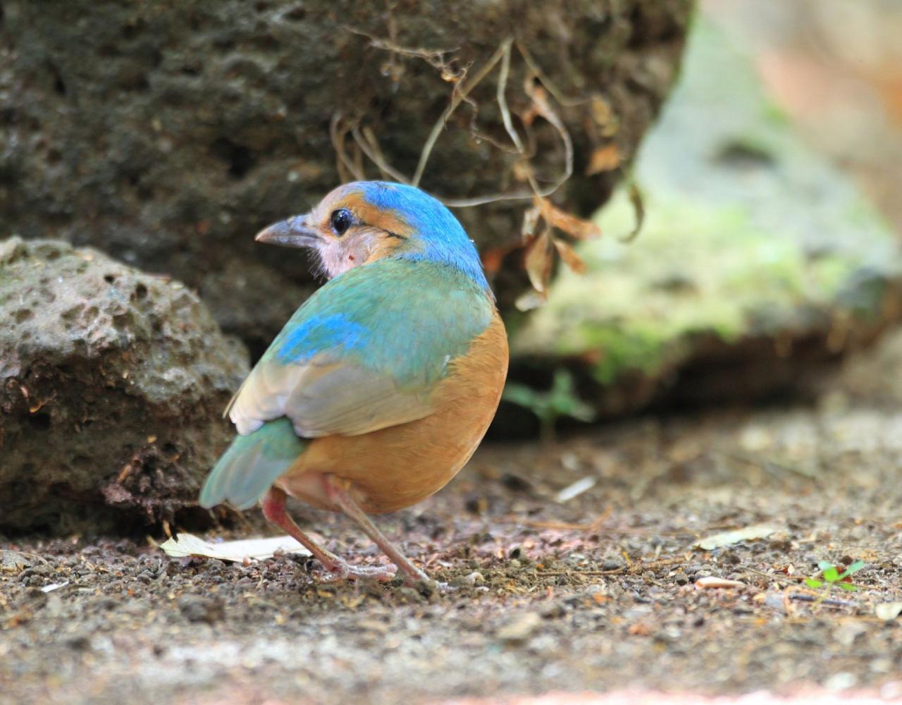 Birding Vietnam, Bird Watching Vietnam, Birding Asia, Naturalist Journeys, Wildlife Tour, Wildlife Photography, Ecotourism, Specialty Birds, Endemic Birds, Birding Hotspot, Cuc Phuong