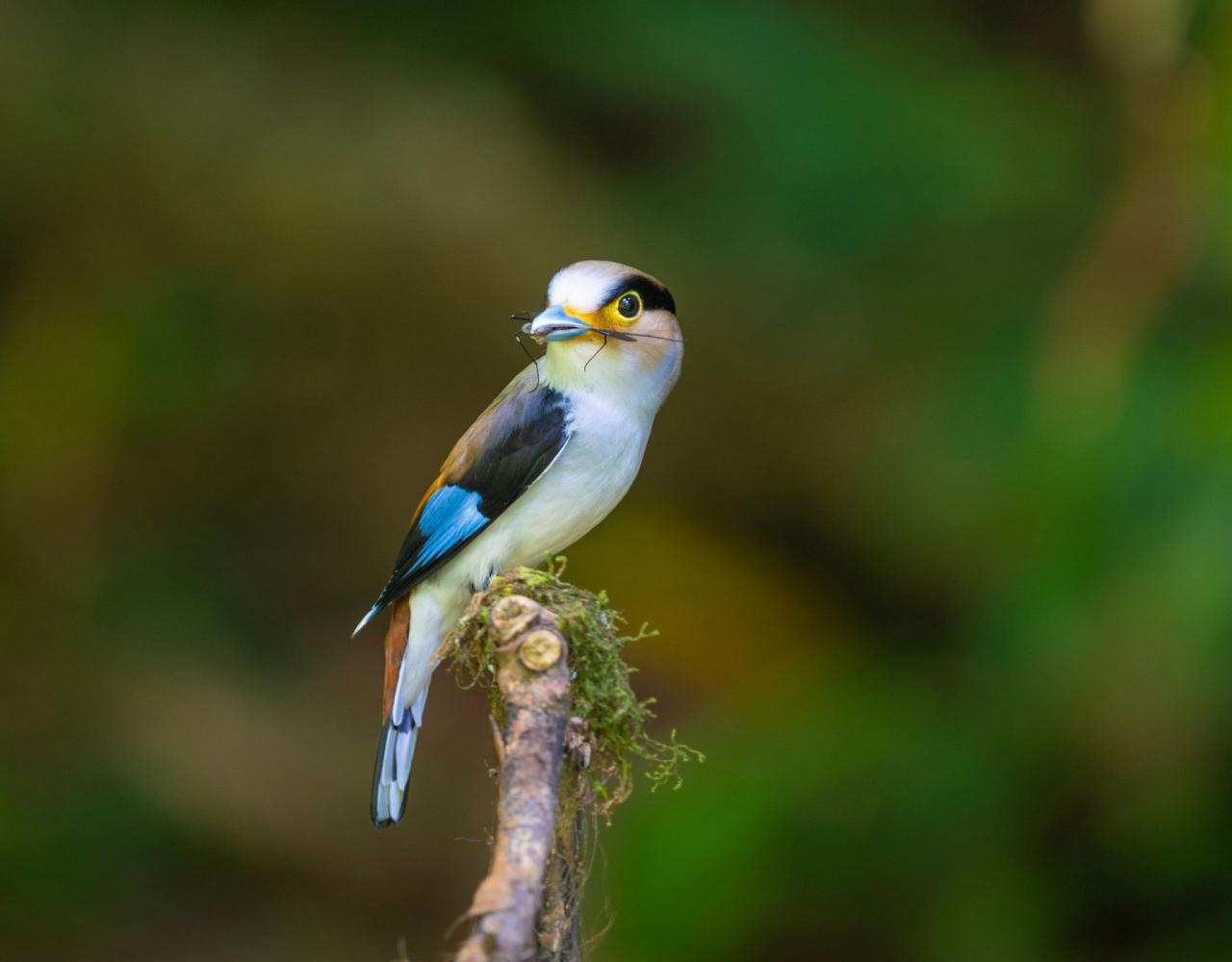 Birding Vietnam, Bird Watching Vietnam, Birding Asia, Naturalist Journeys, Wildlife Tour, Wildlife Photography, Ecotourism, Specialty Birds, Endemic Birds, Birding Hotspot, Cuc Phuong