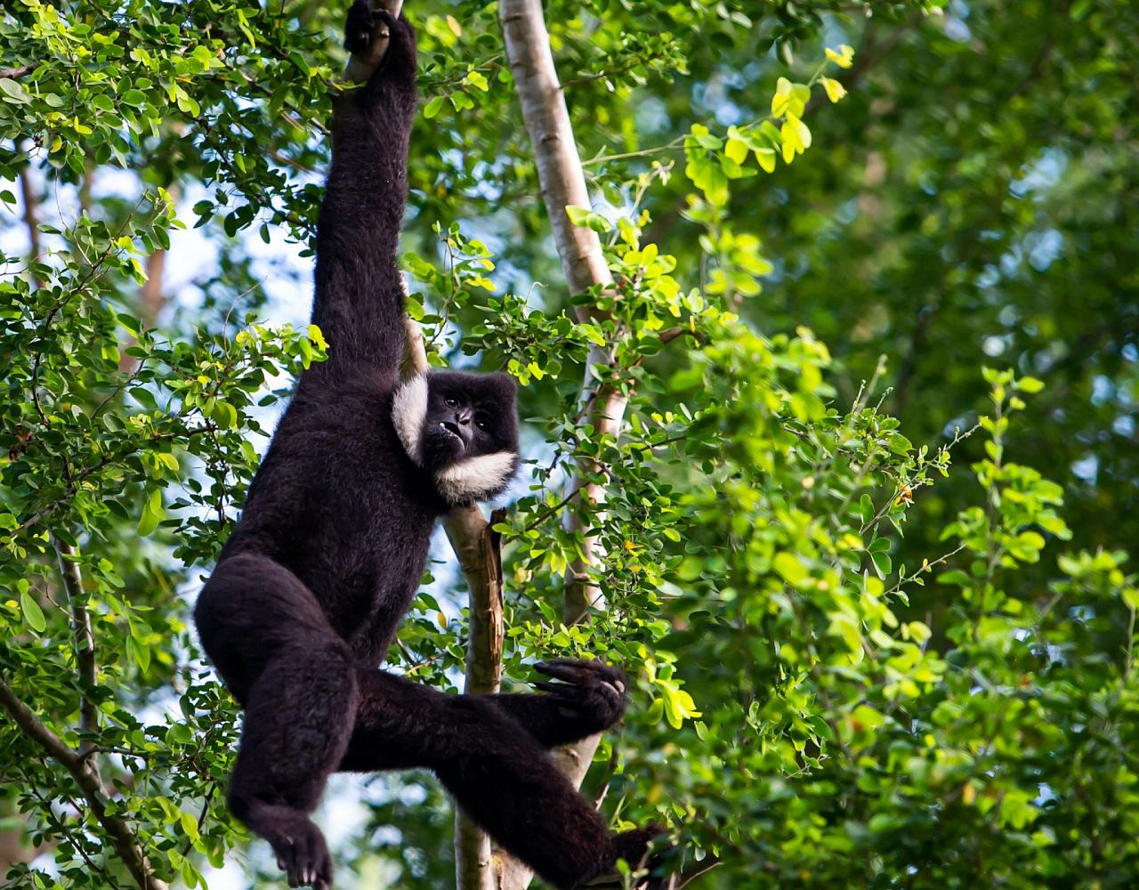 Birding Vietnam, Bird Watching Vietnam, Birding Asia, Naturalist Journeys, Wildlife Tour, Wildlife Photography, Ecotourism, Specialty Birds, Endemic Birds, Birding Hotspot, Cuc Phuong