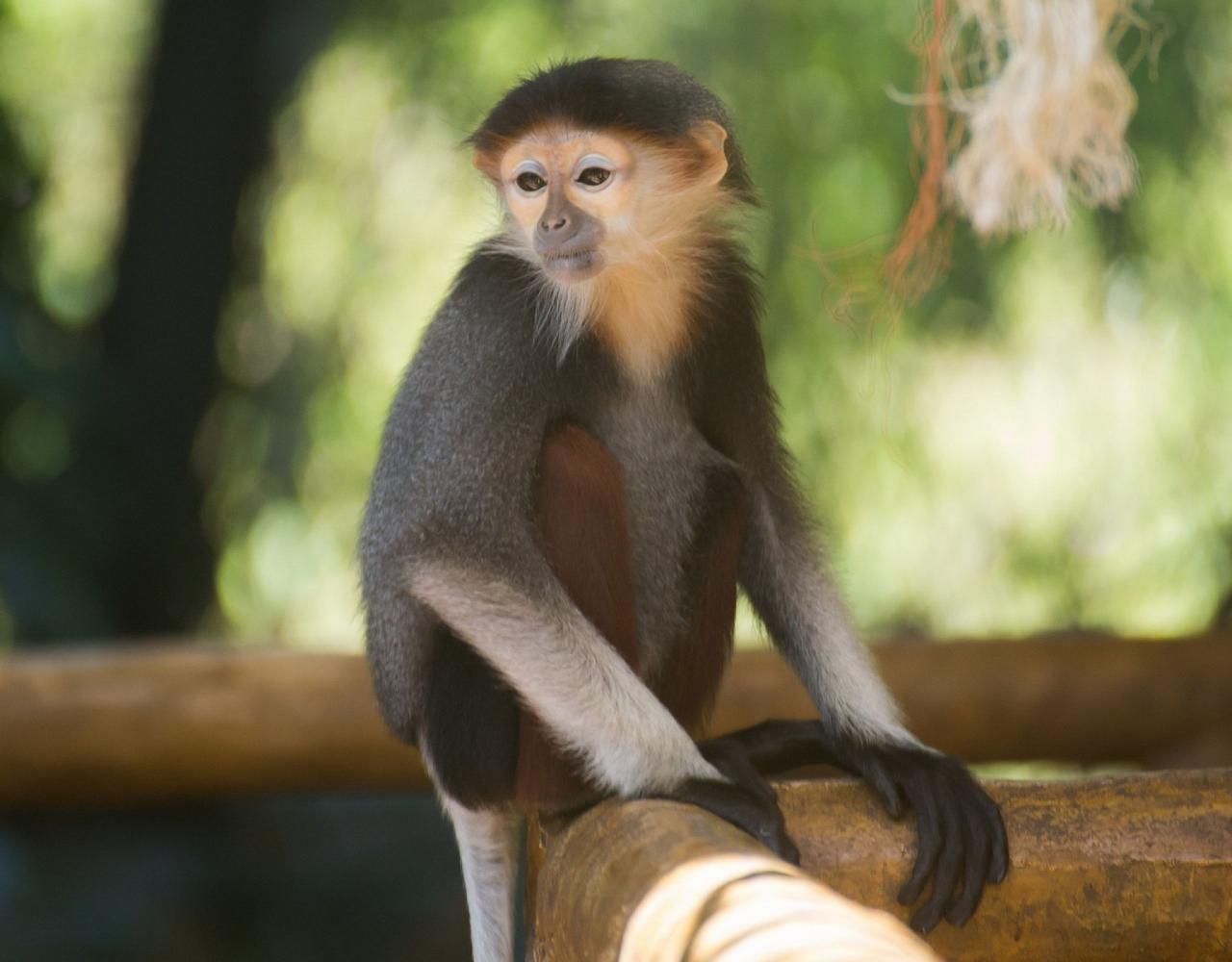 Birding Vietnam, Bird Watching Vietnam, Birding Asia, Naturalist Journeys, Wildlife Tour, Wildlife Photography, Ecotourism, Specialty Birds, Endemic Birds, Birding Hotspot, Cuc Phuong