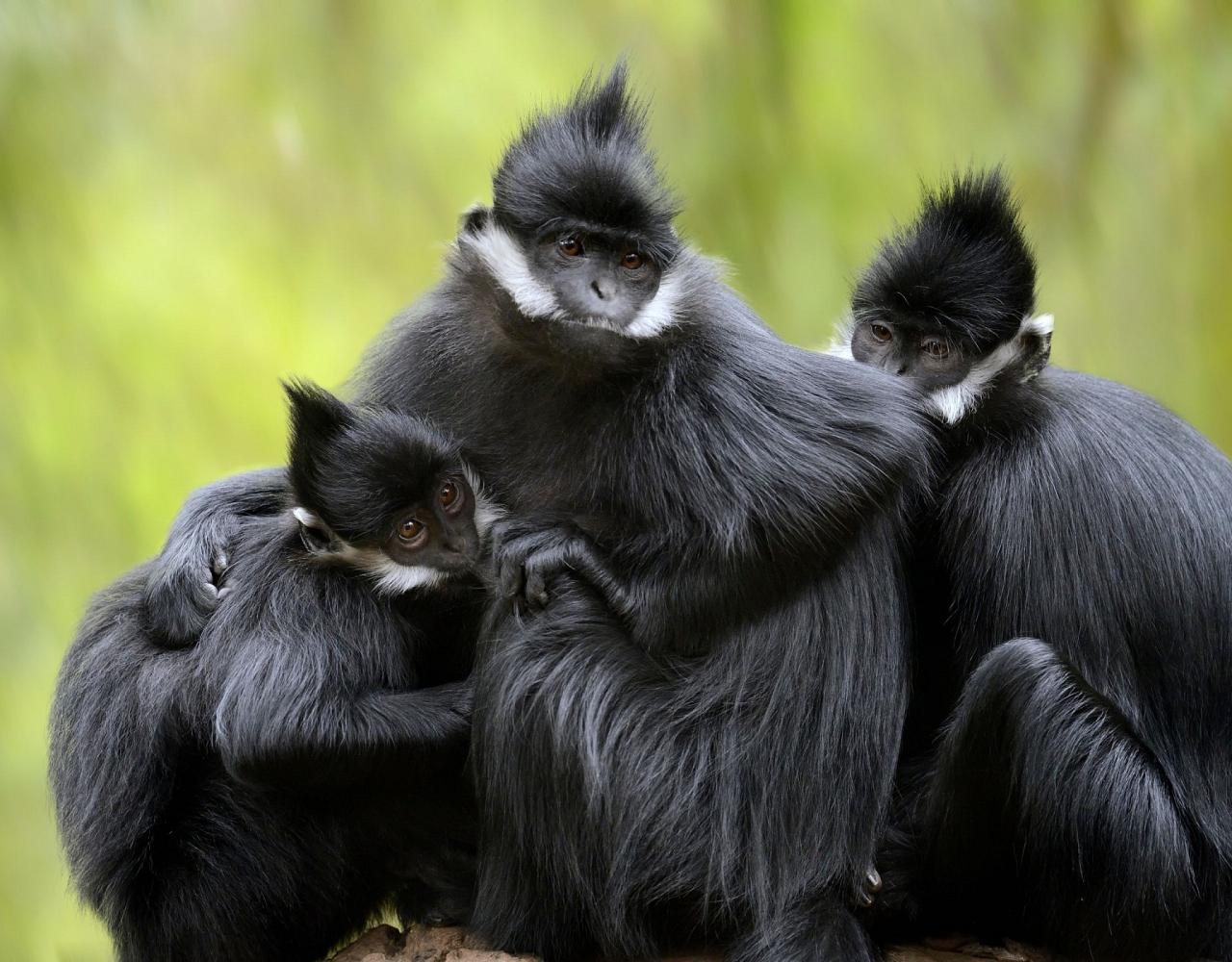 Birding Vietnam, Bird Watching Vietnam, Birding Asia, Naturalist Journeys, Wildlife Tour, Wildlife Photography, Ecotourism, Specialty Birds, Endemic Birds, Birding Hotspot, Cuc Phuong