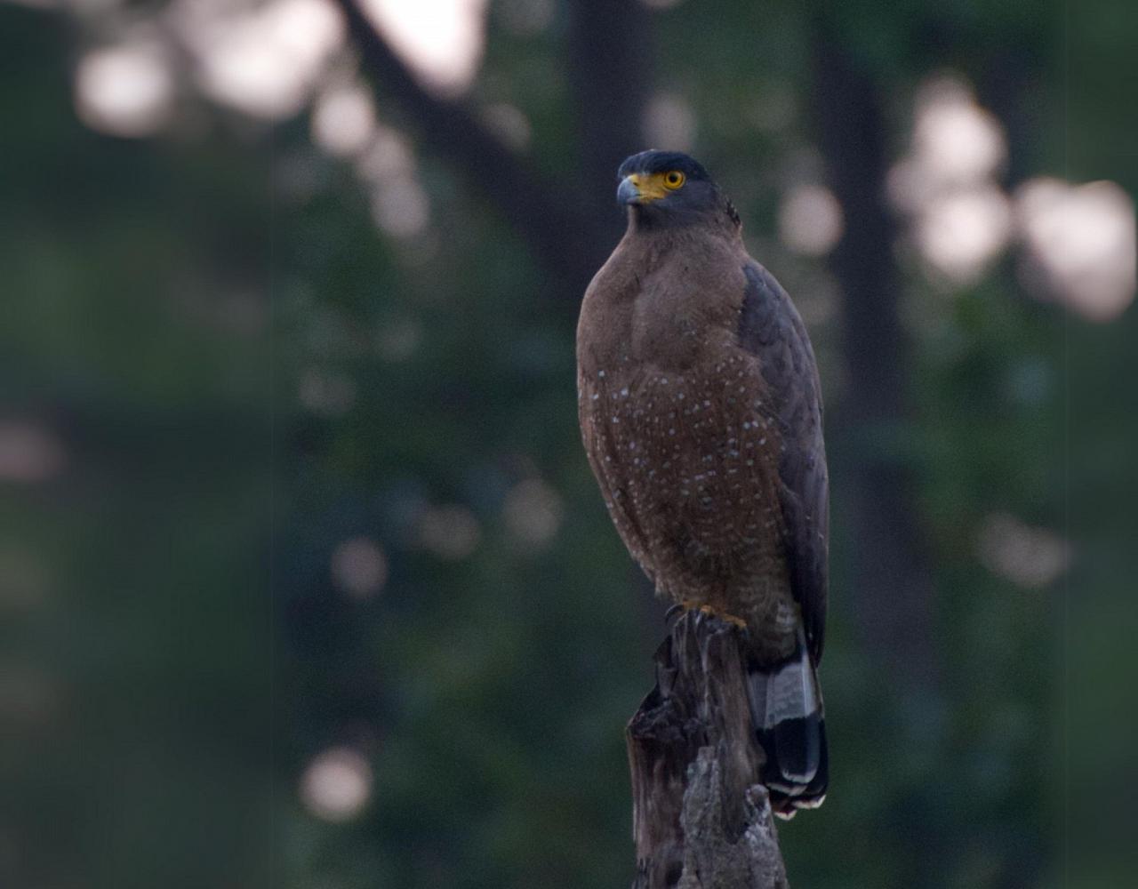 Birding Vietnam, Bird Watching Vietnam, Birding Asia, Naturalist Journeys, Wildlife Tour, Wildlife Photography, Ecotourism, Specialty Birds, Endemic Birds, Birding Hotspot, Cuc Phuong