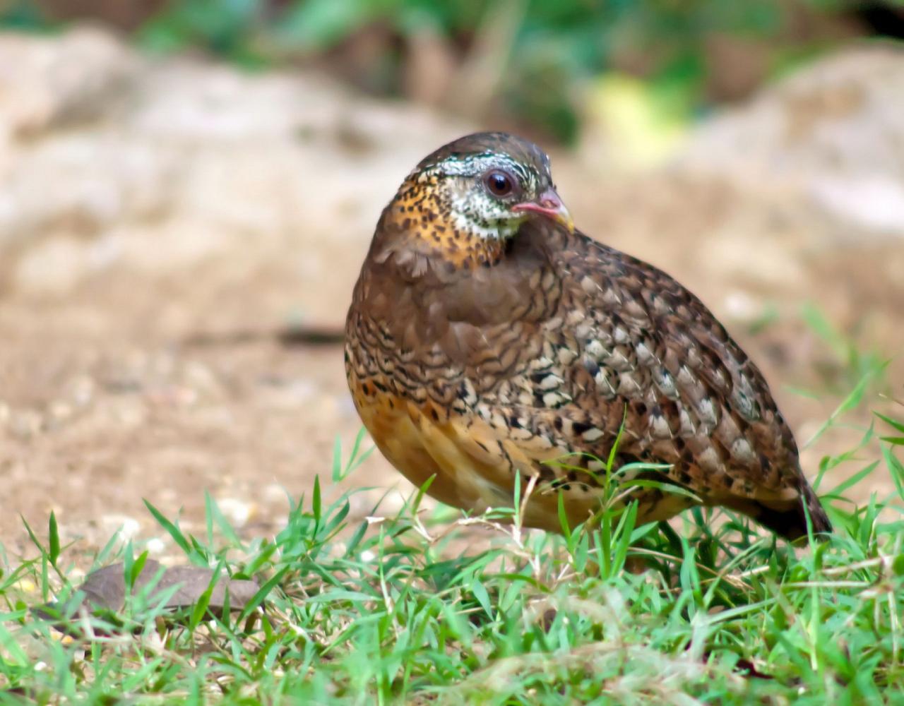 Birding Vietnam, Bird Watching Vietnam, Birding Asia, Naturalist Journeys, Wildlife Tour, Wildlife Photography, Ecotourism, Specialty Birds, Endemic Birds, Birding Hotspot, Cuc Phuong