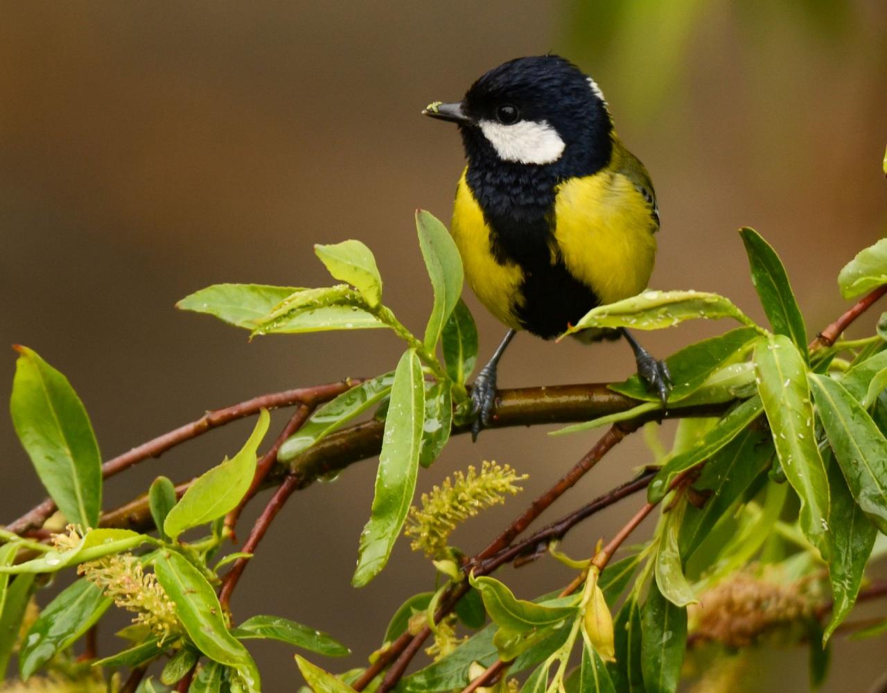 Birding Vietnam, Bird Watching Vietnam, Birding Asia, Naturalist Journeys, Wildlife Tour, Wildlife Photography, Ecotourism, Specialty Birds, Endemic Birds, Birding Hotspot, Cuc Phuong