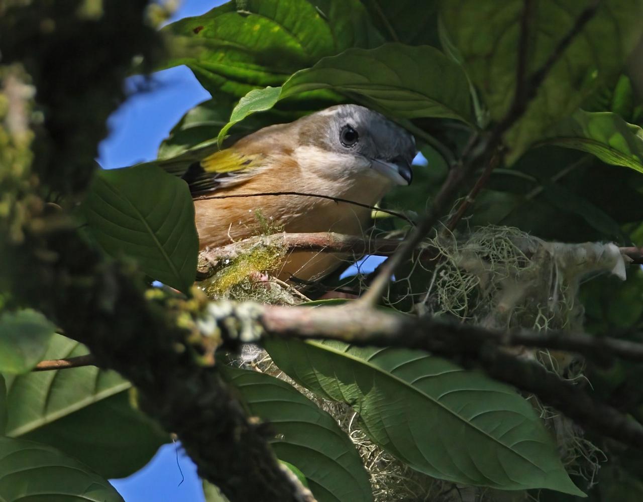 Birding Vietnam, Bird Watching Vietnam, Birding Asia, Naturalist Journeys, Wildlife Tour, Wildlife Photography, Ecotourism, Specialty Birds, Endemic Birds, Birding Hotspot, Cuc Phuong