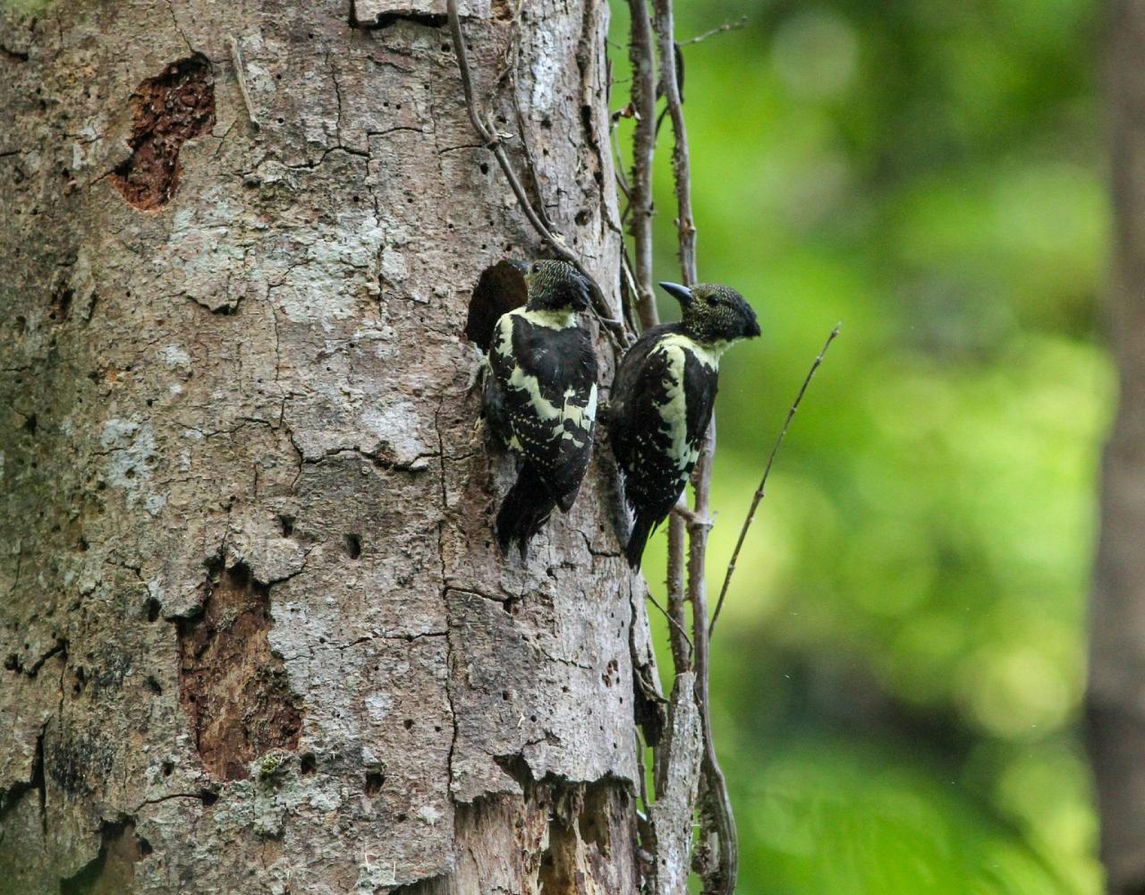 Birding Vietnam, Bird Watching Vietnam, Birding Asia, Naturalist Journeys, Wildlife Tour, Wildlife Photography, Ecotourism, Specialty Birds, Endemic Birds, Birding Hotspot, Cuc Phuong