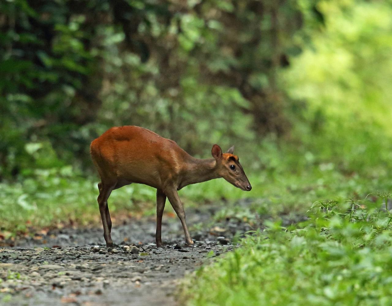 Birding Vietnam, Bird Watching Vietnam, Birding Asia, Naturalist Journeys, Wildlife Tour, Wildlife Photography, Ecotourism, Specialty Birds, Endemic Birds, Birding Hotspot, Cuc Phuong