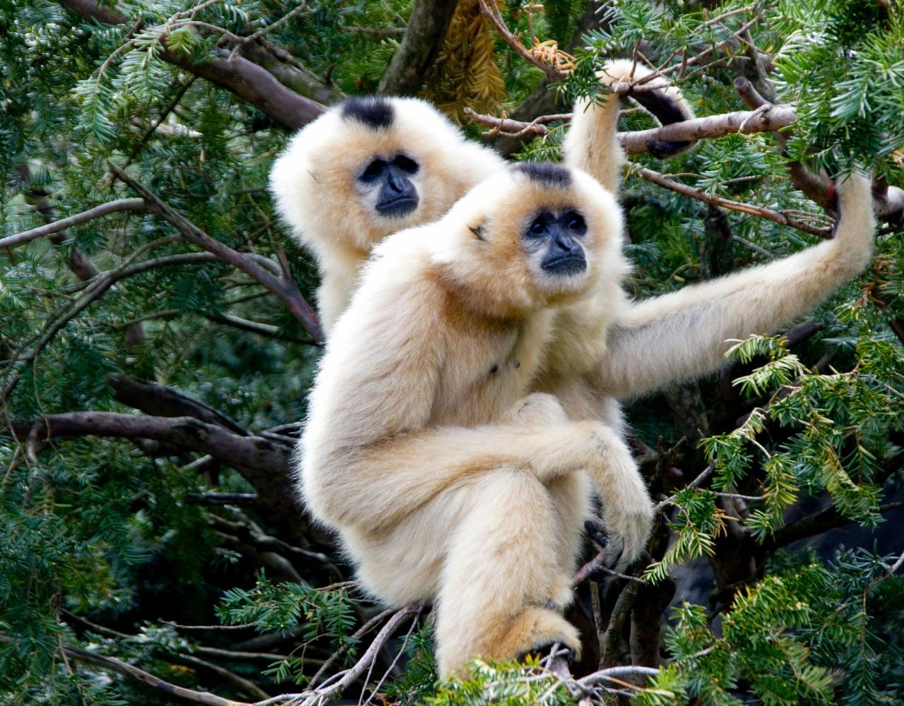 Birding Vietnam, Bird Watching Vietnam, Birding Asia, Naturalist Journeys, Wildlife Tour, Wildlife Photography, Ecotourism, Specialty Birds, Endemic Birds, Birding Hotspot, Cuc Phuong