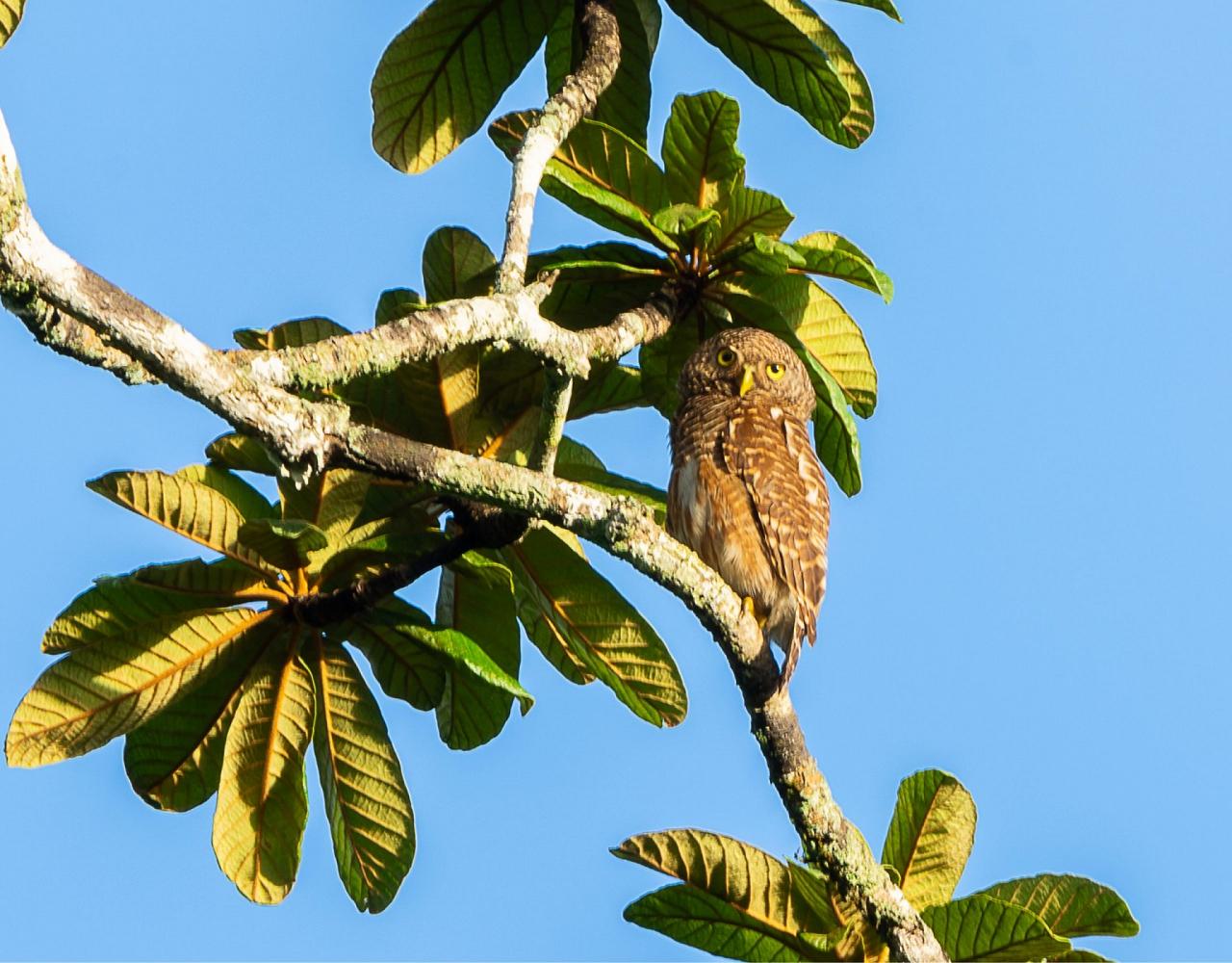Birding Vietnam, Bird Watching Vietnam, Birding Asia, Naturalist Journeys, Wildlife Tour, Wildlife Photography, Ecotourism, Specialty Birds, Endemic Birds, Birding Hotspot, Cuc Phuong